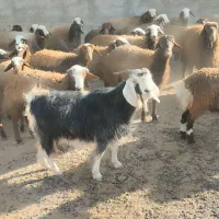 فروش تعداد پنجاه و چهار راس بره پروار|حیوانات مزرعه|شاهیوند, |دیوار