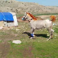 اسب مادیون کره سیروان لارتی