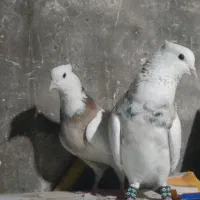 طوقی کرمانشاهی مولد