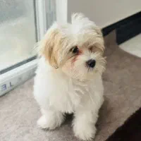 پت شیتزو مالتیز