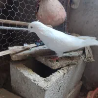 جفت سفید|پرنده|ایرانشهر, |دیوار