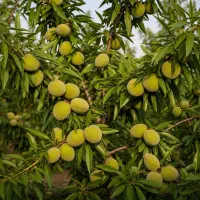 نهال بادام آذر، مناسب مناطق سردسیر، ارسال فـوری|خدمات باغبانی و درختکاری|اردبیل, |دیوار