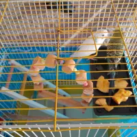 مرغ عشق نروماده وقفسه کامل|پرنده|سنندج, |دیوار