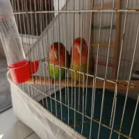 طوطی برزیلی صورت هلویی جفت مولد قناری سهره