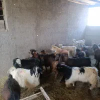 17راس بزغاله نر درجه یک|حیوانات مزرعه|آران و بیدگل, |دیوار