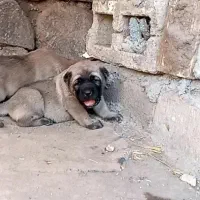 توله **سگ سراب