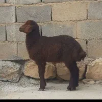 بره ماده افشاری