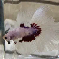 فایتر Betta|ماهی|شیراز, فرگاز|دیوار