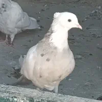 طوقی|پرنده|کامیاران, |دیوار