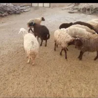 میش و بره