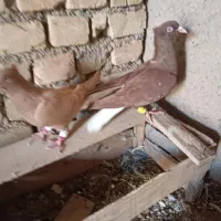 کبوتر دم سفید|پرنده|دشتابی, |دیوار