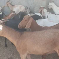 بز کهردار وبز ابسن نزدیک در جم|حیوانات مزرعه|جم, |دیوار