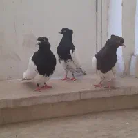 کبوتر رنگی کله سیاه