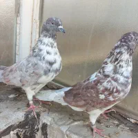 کبوتر گرگی