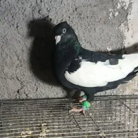 سینه سیاه نر