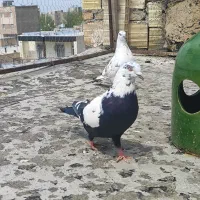 کفتر سینه دم سیا