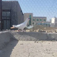 کبوتر