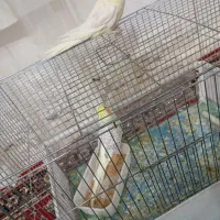 یک جفت عروس هلندی اهلی|پرنده|ملکان, |دیوار