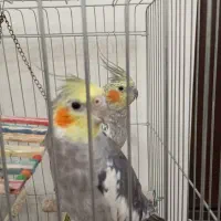 عروس هلندی نر و ماده مولد