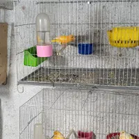 فروش قناری همگی باهم