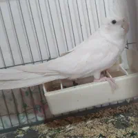 طوطی نرو ماده البینو