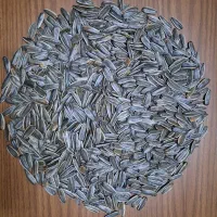 تخمه آفتابی وکدو خام وطعم دار|عمدهفروشی|قم, خداکرم|دیوار