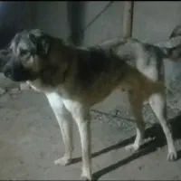 واگذاری سگ پژدر