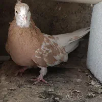 فروش دو ماده زرد گرگی|پرنده|اشنویه, |دیوار