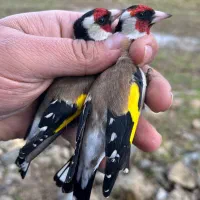 سهره های گلچین شده