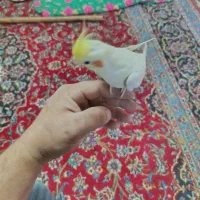 عروس هلندی|پرنده|زهک, |دیوار
