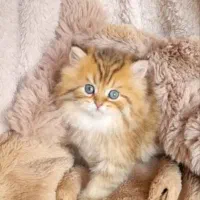 بچه گربه های دلربا در شیراز