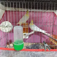 جفت عروس هلندی|پرنده|بردسکن, |دیوار