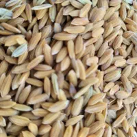 برنج کامفیروزی اعلا و معطر|خوردنی و آشامیدنی|شیراز, کوهسار|دیوار