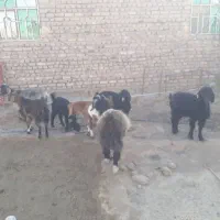 هفت عدد بز چهارتاشون حامله هستن