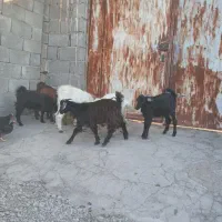 کهره نر|حیوانات مزرعه|حاجی آباد, |دیوار