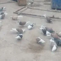 کبوتر پلاکی سرخ از نس دکت سرخ و زرهی 7 عدد