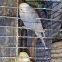 فنچ مرغ  ع ش ق|پرنده|صدرا-فارس, فاز ۲|دیوار