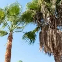 برش نخل درختان باغی و تنه درختان هرس و پاکن|خدمات باغبانی و درختکاری|شیراز, ارم|دیوار