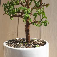 بونسای  درختچه خرفه یا جید بن سای|گل و گیاه طبیعی|کرمانشاه, |دیوار