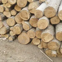 چوب بران مسعودی