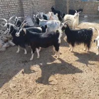 بزبز