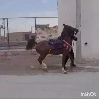 مادیون نوه بن طوطی