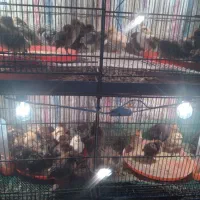 جوجه محلی مناسب نگهداری و فروش