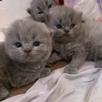 بچه گربه های اصیل ، نژاد خاصی از پرشین|گربه|لاهیجان, شیخ زاهد|دیوار