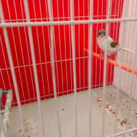 قناری|پرنده|گلمکان, |دیوار