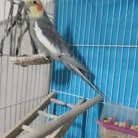 یک جفت عروس هلندی|پرنده|مشهد, شهید معقول|دیوار