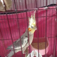 عروس هلندی نر