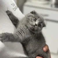 اسکاتیش - بریتیش بلو