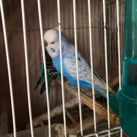 مرغ عشق انگلیسی|پرنده|بندر انزلی, پیل علی باغ|دیوار