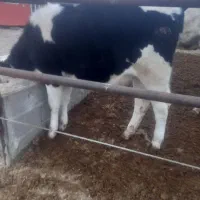 گاو وگوساله  وتلیسه